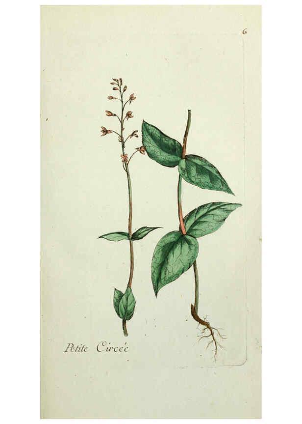 Reproducción/Reproduction 6056016208: Flora Parisiensis. v.1. Paris,P.F. Didot,1776-1783