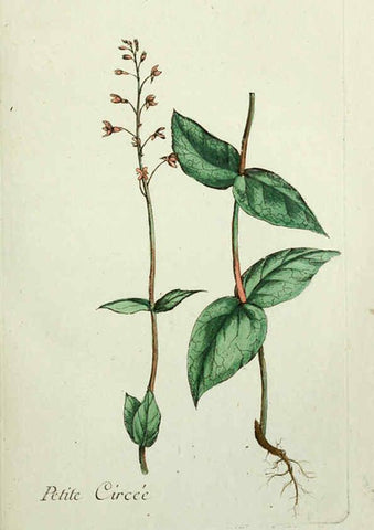 Reproducción/Reproduction 6056016208: Flora Parisiensis. v.1. Paris,P.F. Didot,1776-1783