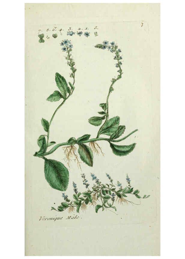 Reproducción/Reproduction 6056016364: Flora Parisiensis. v.1. Paris,P.F. Didot,1776-1783