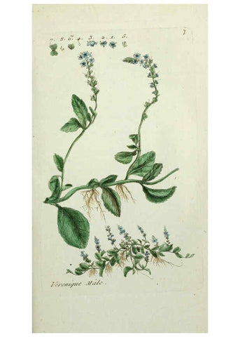 Reproducción/Reproduction 6056016364: Flora Parisiensis. v.1. Paris,P.F. Didot,1776-1783