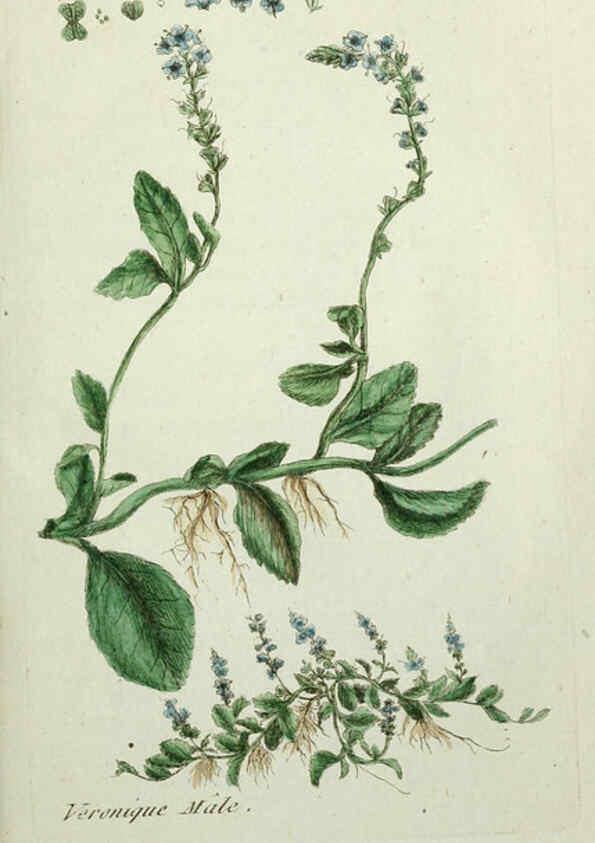 Reproducción/Reproduction 6056016364: Flora Parisiensis. v.1. Paris,P.F. Didot,1776-1783