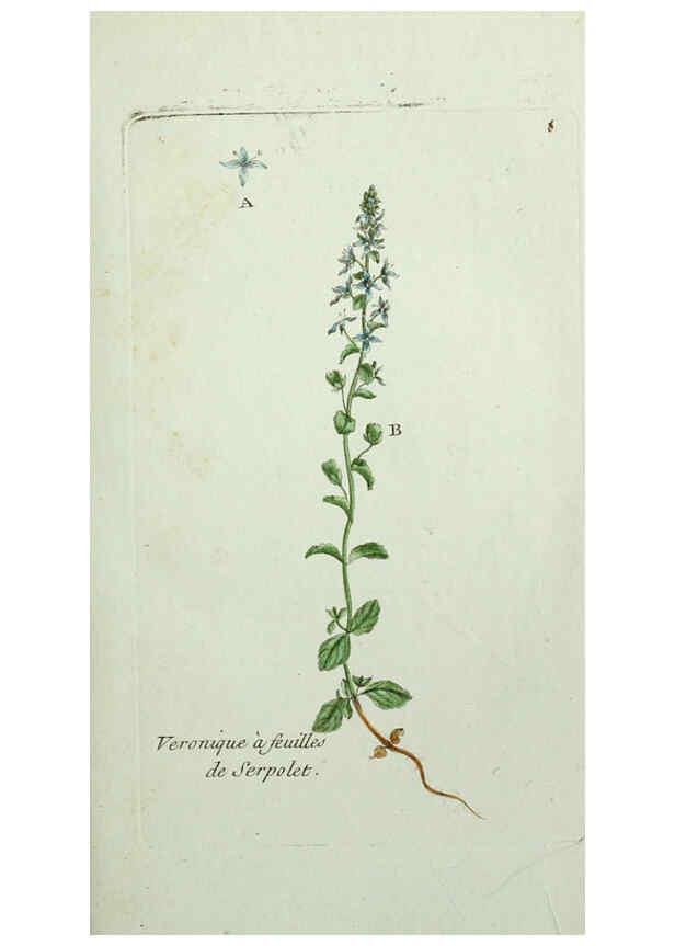 Reproducción/Reproduction 6055468993: Flora Parisiensis. v.1. Paris,P.F. Didot,1776-1783