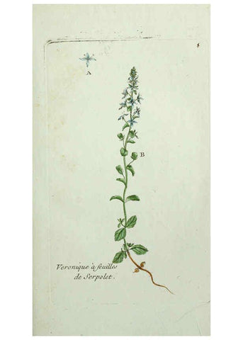 Reproducción/Reproduction 6055468993: Flora Parisiensis. v.1. Paris,P.F. Didot,1776-1783