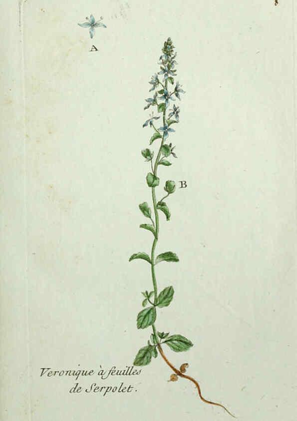 Reproducción/Reproduction 6055468993: Flora Parisiensis. v.1. Paris,P.F. Didot,1776-1783