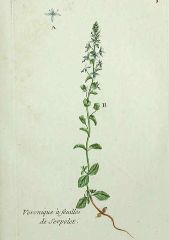 Reproducción/Reproduction 6055468993: Flora Parisiensis. v.1. Paris,P.F. Didot,1776-1783