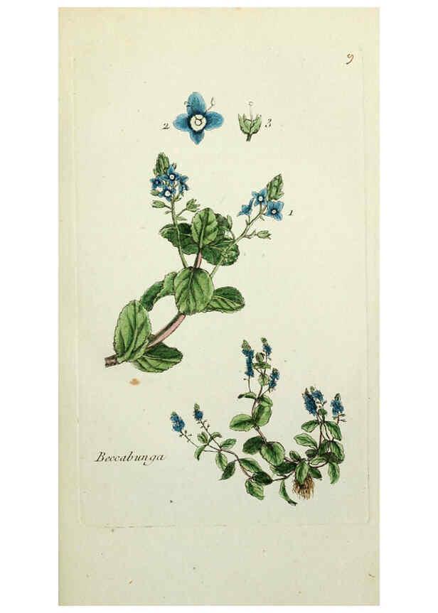 Reproducción/Reproduction 6055469273: Flora Parisiensis. v.1. Paris,P.F. Didot,1776-1783