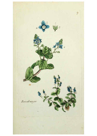Reproducción/Reproduction 6055469273: Flora Parisiensis. v.1. Paris,P.F. Didot,1776-1783