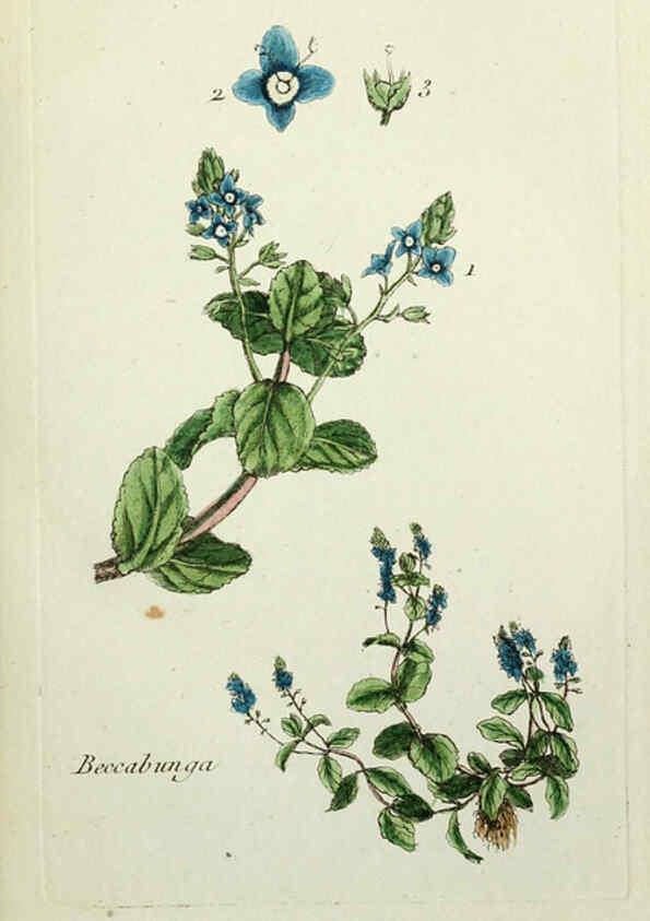 Reproducción/Reproduction 6055469273: Flora Parisiensis. v.1. Paris,P.F. Didot,1776-1783