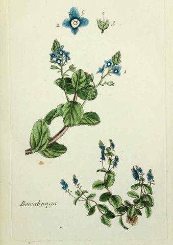 Reproducción/Reproduction 6055469273: Flora Parisiensis. v.1. Paris,P.F. Didot,1776-1783