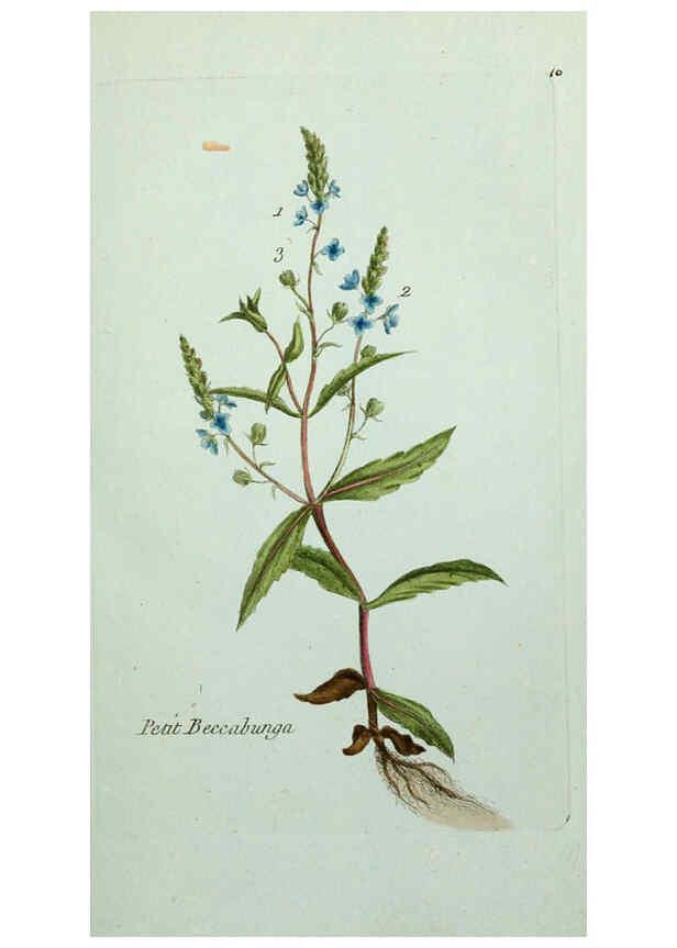 Reproducción/Reproduction 6055469509: Flora Parisiensis. v.1. Paris,P.F. Didot,1776-1783