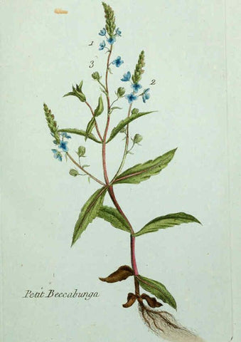 Reproducción/Reproduction 6055469509: Flora Parisiensis. v.1. Paris,P.F. Didot,1776-1783