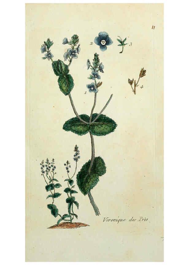 Reproducción/Reproduction 6056017320: Flora Parisiensis. v.1. Paris,P.F. Didot,1776-1783