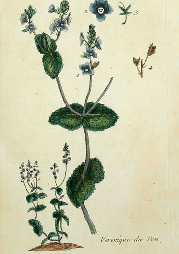 Reproducción/Reproduction 6056017320: Flora Parisiensis. v.1. Paris,P.F. Didot,1776-1783