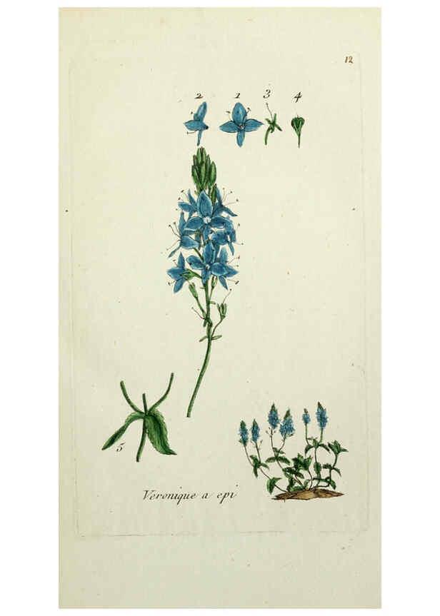 Reproducción/Reproduction 6055470019: Flora Parisiensis. v.1. Paris,P.F. Didot,1776-1783