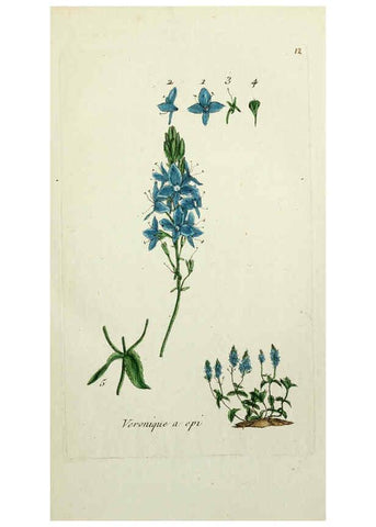 Reproducción/Reproduction 6055470019: Flora Parisiensis. v.1. Paris,P.F. Didot,1776-1783