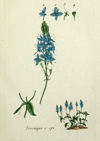 Reproducción/Reproduction 6055470019: Flora Parisiensis. v.1. Paris,P.F. Didot,1776-1783