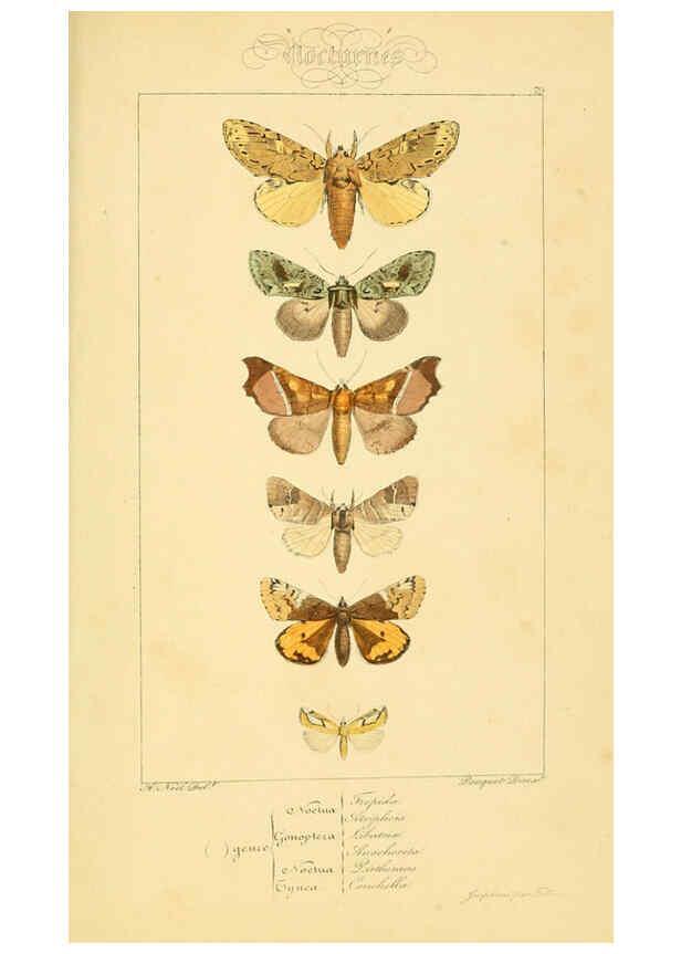 Reproducción/Reproduction 6053877482: Histoire naturelle des lépidoptères d'Europe Paris :L. de Bure,1845