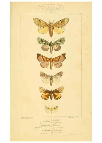 Reproducción/Reproduction 6053877482: Histoire naturelle des lépidoptères d'Europe Paris :L. de Bure,1845