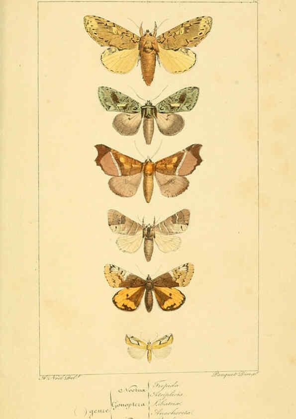 Reproducción/Reproduction 6053877482: Histoire naturelle des lépidoptères d'Europe Paris :L. de Bure,1845