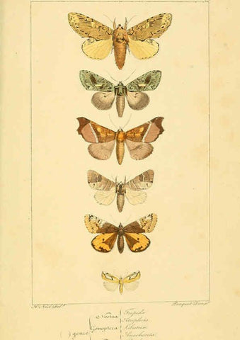 Reproducción/Reproduction 6053877482: Histoire naturelle des lépidoptères d'Europe Paris :L. de Bure,1845