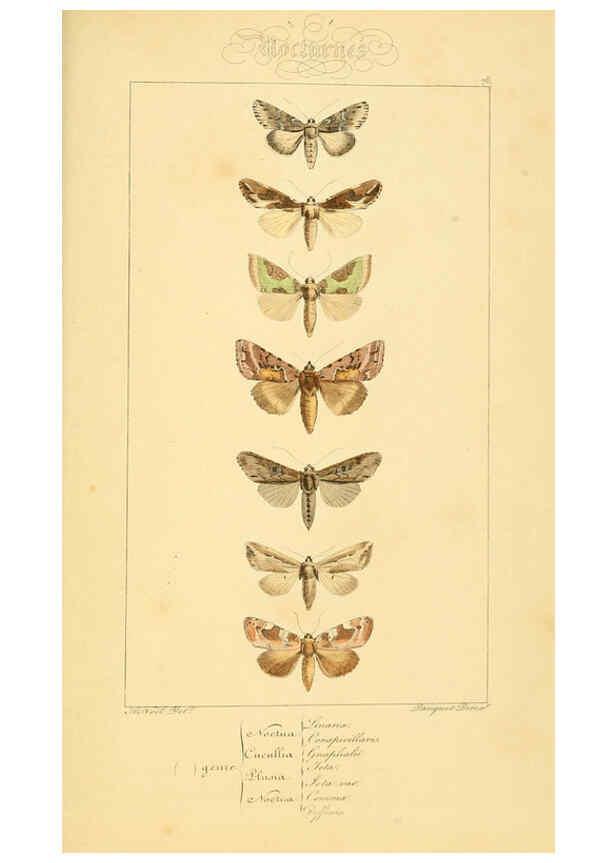 Reproducción/Reproduction 6053327709: Histoire naturelle des lépidoptères d'Europe Paris :L. de Bure,1845