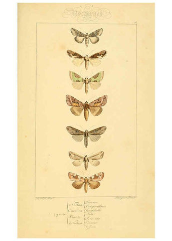 Reproducción/Reproduction 6053327709: Histoire naturelle des lépidoptères d'Europe Paris :L. de Bure,1845