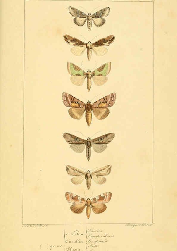 Reproducción/Reproduction 6053327709: Histoire naturelle des lépidoptères d'Europe Paris :L. de Bure,1845