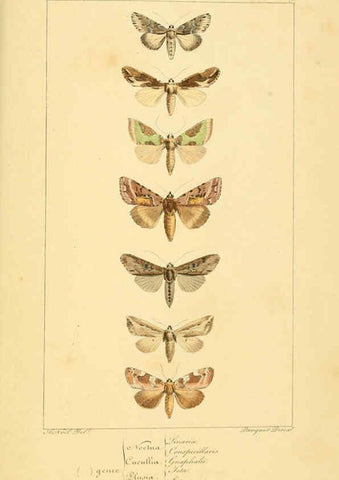 Reproducción/Reproduction 6053327709: Histoire naturelle des lépidoptères d'Europe Paris :L. de Bure,1845