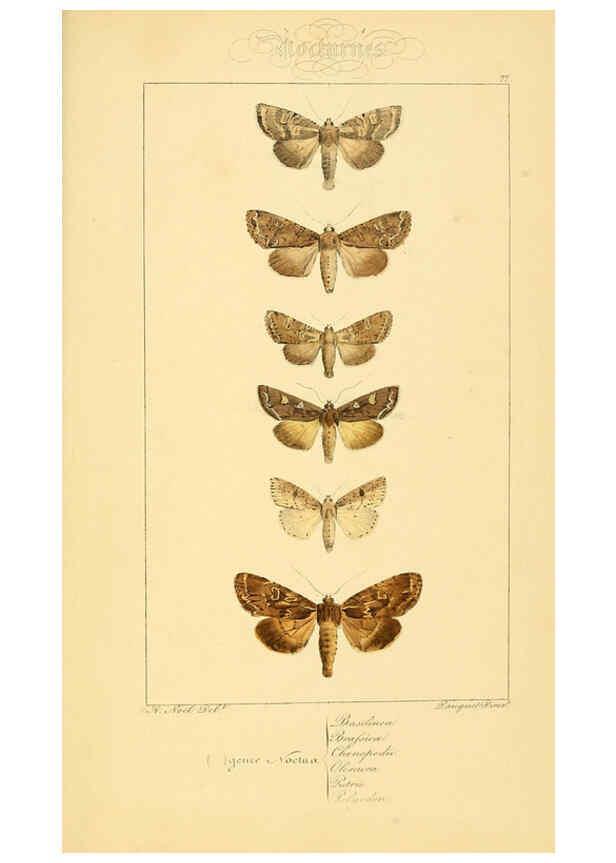 Reproducción/Reproduction 6053327357: Histoire naturelle des lépidoptères d'Europe Paris :L. de Bure,1845