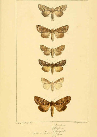 Reproducción/Reproduction 6053327357: Histoire naturelle des lépidoptères d'Europe Paris :L. de Bure,1845
