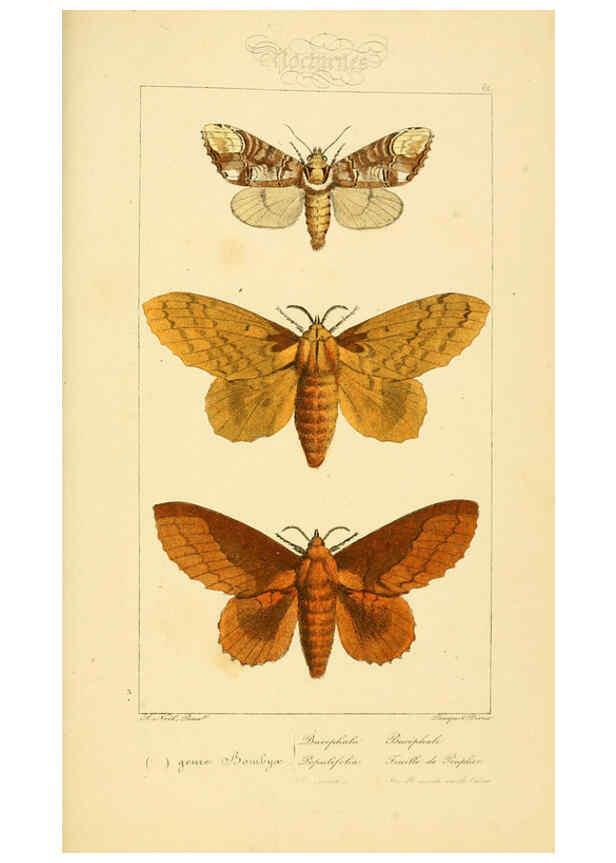 Reproducción/Reproduction 6053864080: Histoire naturelle des lépidoptères d'Europe Paris :L. de Bure,1845
