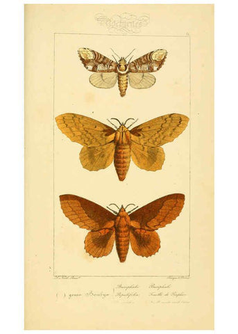 Reproducción/Reproduction 6053864080: Histoire naturelle des lépidoptères d'Europe Paris :L. de Bure,1845