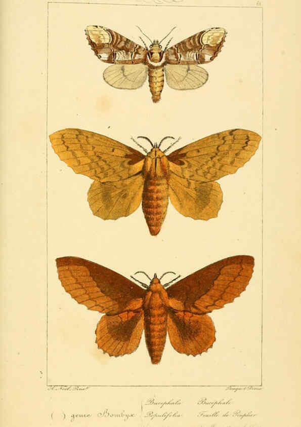 Reproducción/Reproduction 6053864080: Histoire naturelle des lépidoptères d'Europe Paris :L. de Bure,1845