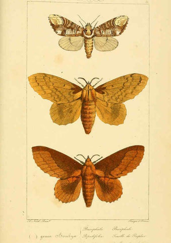 Reproducción/Reproduction 6053864080: Histoire naturelle des lépidoptères d'Europe Paris :L. de Bure,1845