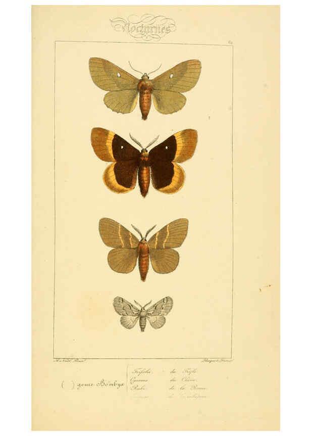 Reproducción/Reproduction 6053864402: Histoire naturelle des lépidoptères d'Europe Paris :L. de Bure,1845