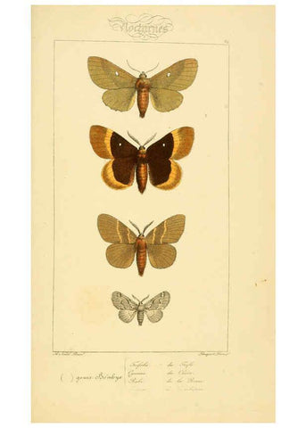 Reproducción/Reproduction 6053864402: Histoire naturelle des lépidoptères d'Europe Paris :L. de Bure,1845
