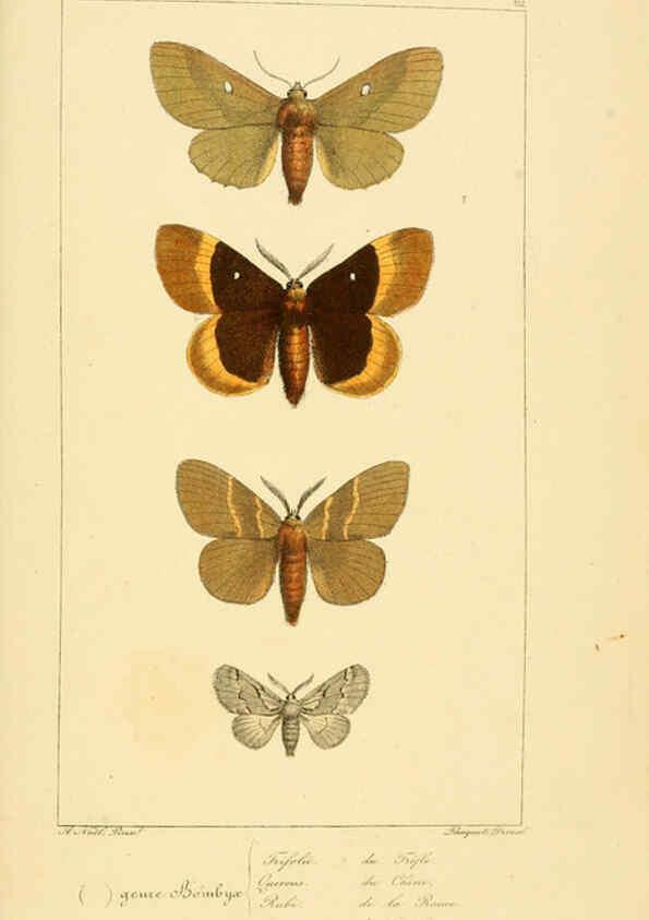 Reproducción/Reproduction 6053864402: Histoire naturelle des lépidoptères d'Europe Paris :L. de Bure,1845