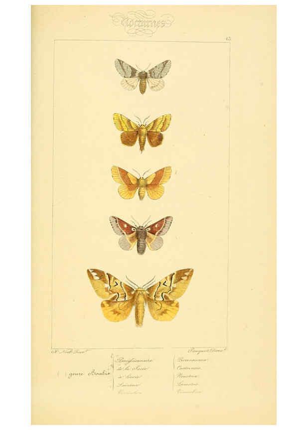 Reproducción/Reproduction 6053864620: Histoire naturelle des lépidoptères d'Europe Paris :L. de Bure,1845