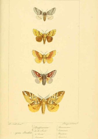Reproducción/Reproduction 6053864620: Histoire naturelle des lépidoptères d'Europe Paris :L. de Bure,1845