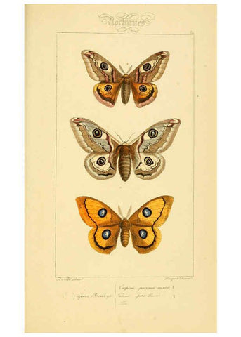 Reproducción/Reproduction 6053315807: Histoire naturelle des lépidoptères d'Europe Paris :L. de Bure,1845