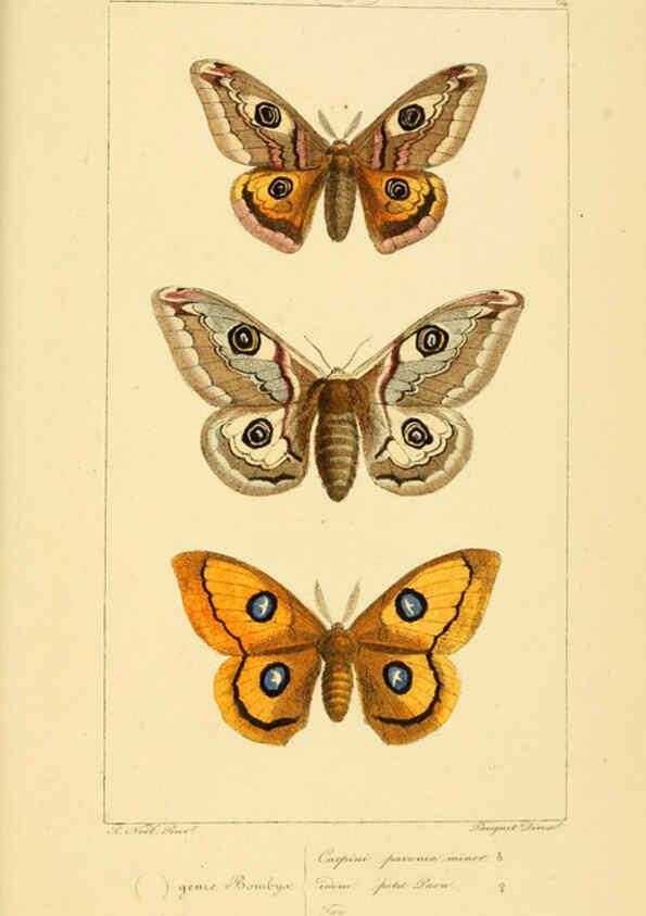 Reproducción/Reproduction 6053315807: Histoire naturelle des lépidoptères d'Europe Paris :L. de Bure,1845