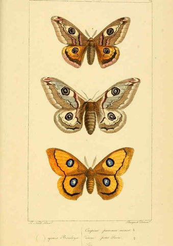 Reproducción/Reproduction 6053315807: Histoire naturelle des lépidoptères d'Europe Paris :L. de Bure,1845