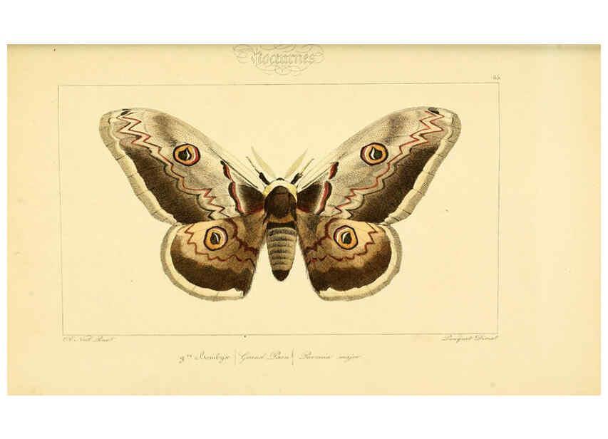Reproducción/Reproduction 6053316315: Histoire naturelle des lépidoptères d'Europe Paris :L. de Bure,1845