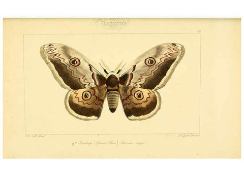 Reproducción/Reproduction 6053316315: Histoire naturelle des lépidoptères d'Europe Paris :L. de Bure,1845