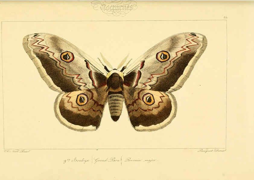 Reproducción/Reproduction 6053316315: Histoire naturelle des lépidoptères d'Europe Paris :L. de Bure,1845