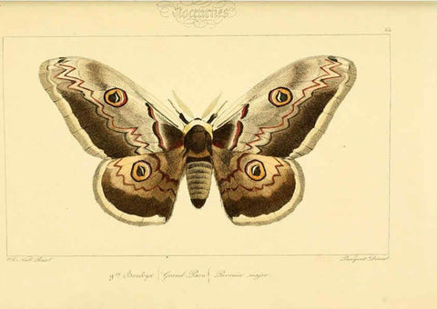 Reproducción/Reproduction 6053316315: Histoire naturelle des lépidoptères d'Europe Paris :L. de Bure,1845