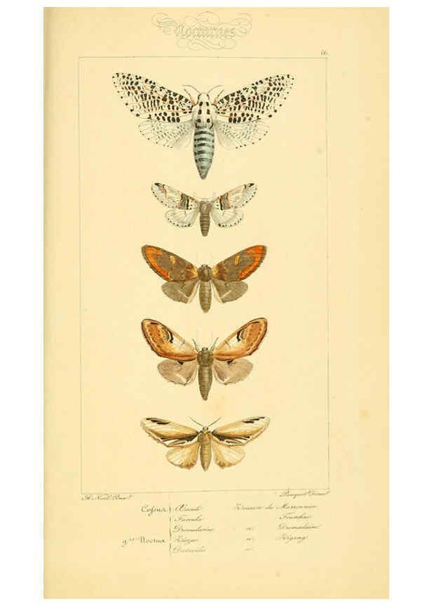Reproducción/Reproduction 6053316847: Histoire naturelle des lépidoptères d'Europe Paris :L. de Bure,1845