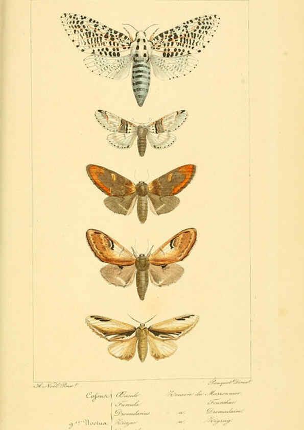 Reproducción/Reproduction 6053316847: Histoire naturelle des lépidoptères d'Europe Paris :L. de Bure,1845