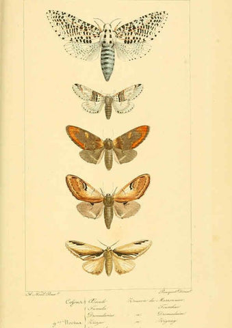 Reproducción/Reproduction 6053316847: Histoire naturelle des lépidoptères d'Europe Paris :L. de Bure,1845