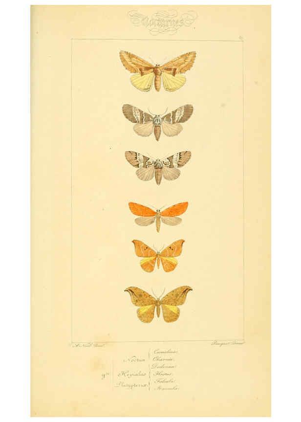 Reproducción/Reproduction 6053866496: Histoire naturelle des lépidoptères d'Europe Paris :L. de Bure,1845